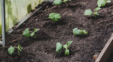 Cucumber Spacing: How Far Apart Should You Plant Cucumbers?