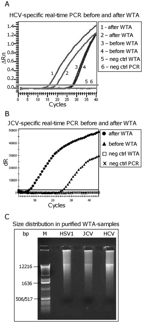 The WTA Amplification Method Amplifies Both DNA And RNA Viruses The