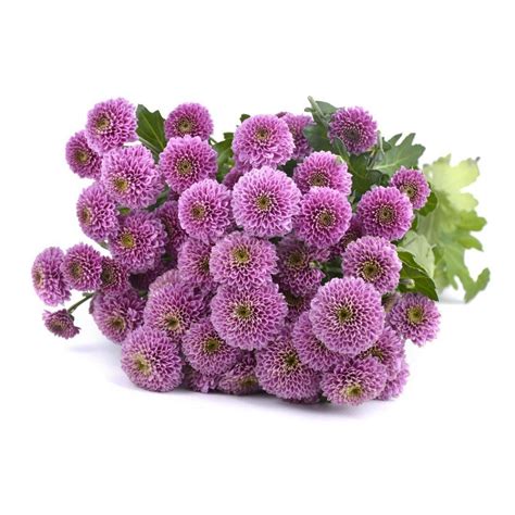 Сантини (Большая подборка фото) - treepics.ru