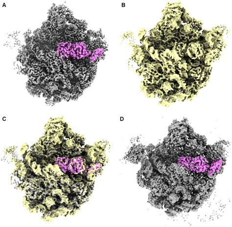 Time Resolution In Cryo Em Using A Pdms Based Microfluidic Chip