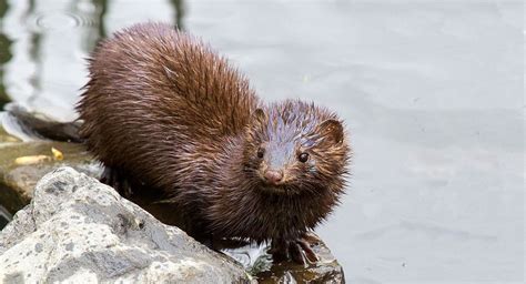 American Mink | Wildlife Illinois