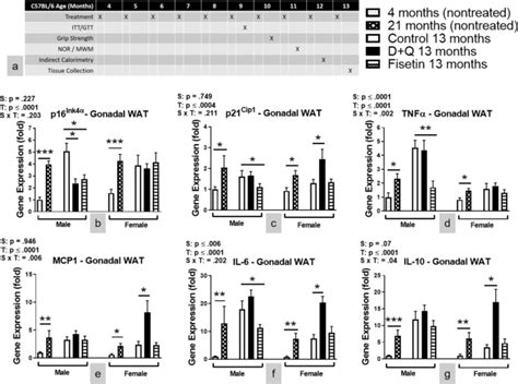 Sexual Dimorphic Metabolic And Cognitive Responses Of C57bl6 Mice To