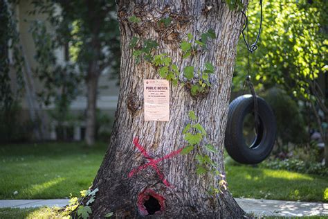 The Tree Urban Wood Network — Treasure Valley Canopy Network