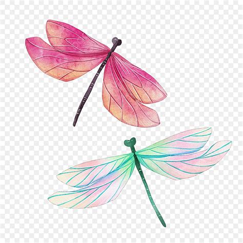 Dragonfly Wings Hd Transparent Dragonfly Watercolor Blooming Wings