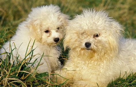 BICHON FRISE stock photo. Image of adult, mammal, three - 173274120