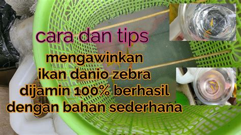 Cara Mengawinkan Ikan Danio Zebra Dengan Bahan Sederhana 100 Berhasil