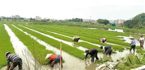 抢抓农时做好春耕春管！这个区早稻插秧基本完成→澎湃号·政务澎湃新闻 The Paper