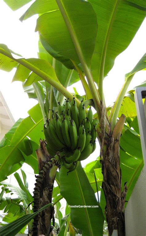 Grow Bananas 101 For Food And Beautiful Plants The Foodie Gardener™