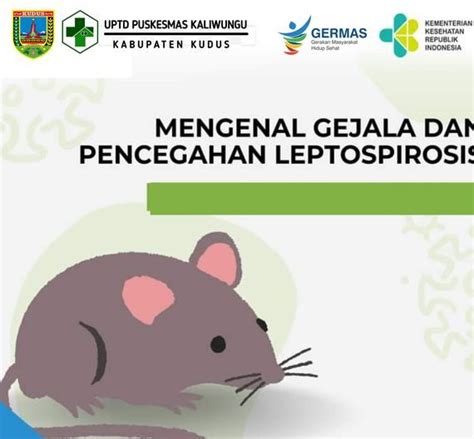 Bahaya Kencing Tikus Dinas Kesehatan Kudus Ingatkan Penyakit