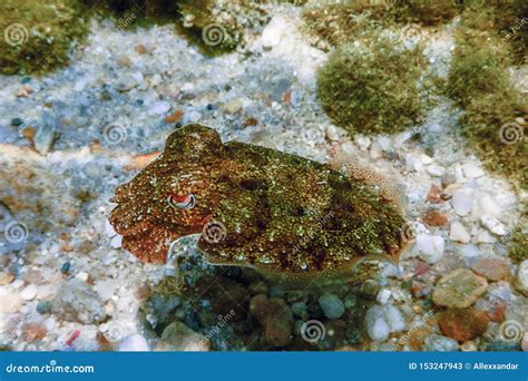 Cuttlefish Camouflage. Cuttlefish Swimming Underwater Stock Image ...