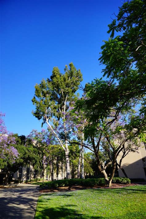 The campus of Caltech stock photo. Image of grass, afternoon - 135797032