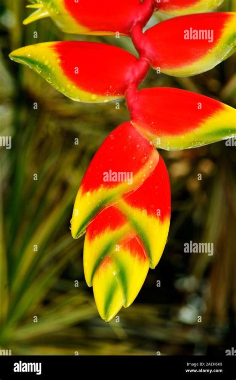 Hanging Lobster Claw Aka False Bird Of Paradise Heliconia Rostrata