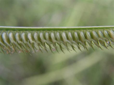 West African Plants A Photo Guide Dactyloctenium Aegyptium L Willd