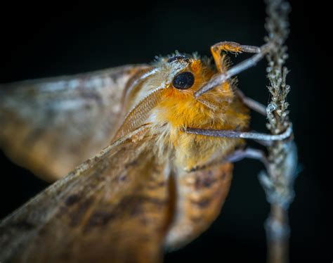 Close-Up Photography of Brown and Orange MothFree Stock Photo