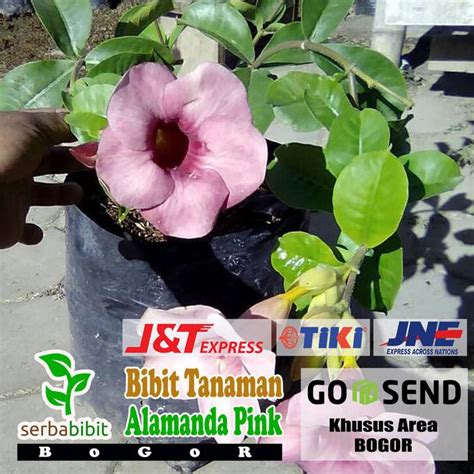 Jual Pusat Benih Tanaman Bibit Tanaman Hias Alamanda Pink Allamanda