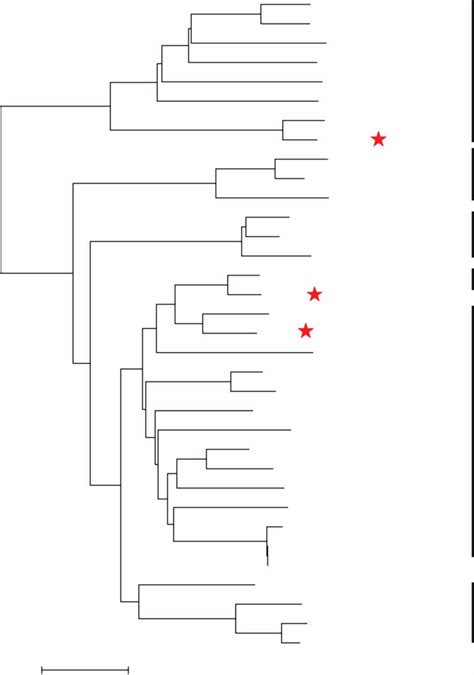 Phylogenetic Tree Was Constructed Using Mega Using Psy Proteins Of