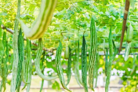 Snake Gourd Trichosanthes Anguina Linn Hanging In Vegetable Garden