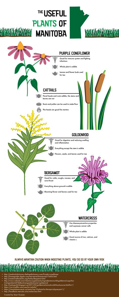 Five Useful Plants in Manitoba - A short guide to common, edible ...