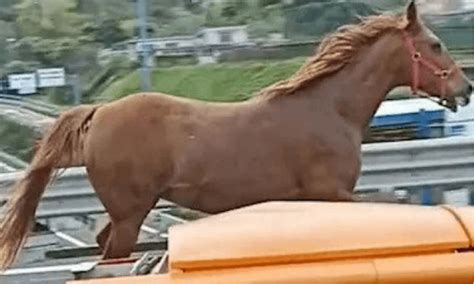 Cavallo Contromano Tra Le Auto Sulla Tangenziale A Napoli VIDEO