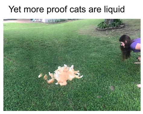 Cat = liquid confirmed : r/memes