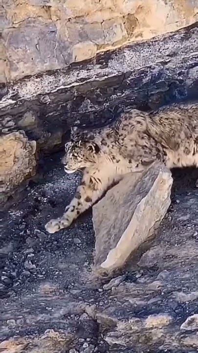 Snow Leopard Accidentally Falls To Death While Chasing Mountain Goats