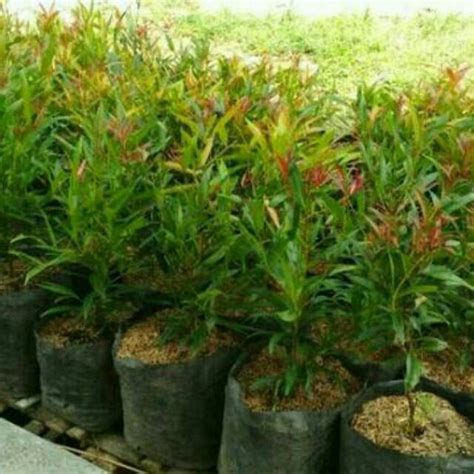 Jual Tanaman Hias Pucuk Merah Pohon Pucuk Merah Shopee Indonesia