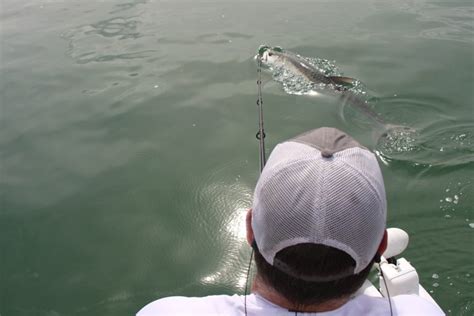 Miami Biscayne bay fishing report April 12 2021 - Miami Biscayne Bay ...