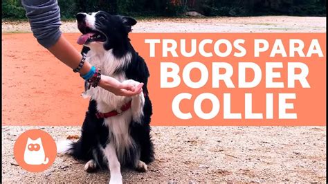 Descubre los mejores trucos para enseñar a tu Border Collie Guía