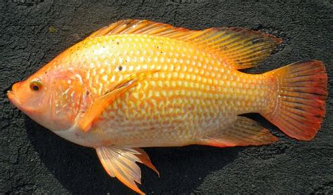 Morfologi Ikan Nila Jantan Dan Betina Serta Klasifikasinya