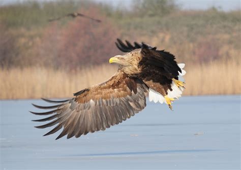 J Ger Der L Fte Der Seeadler Nationalpark Unteres Odertal