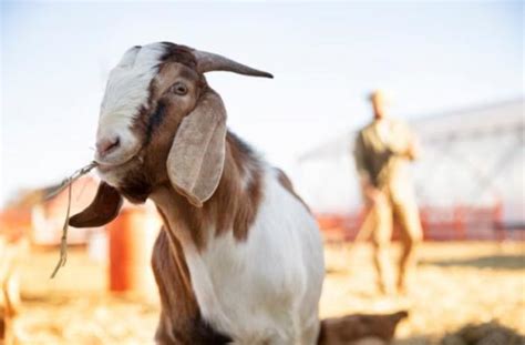 Daftar Harga Kambing Qurban Untuk Idul Adha