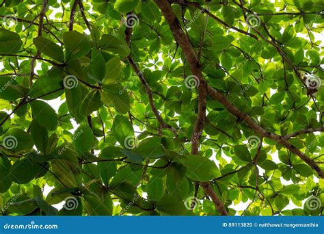 Leaves of the Tropical Tree Almond Green Stock Photo - Image of tree ...