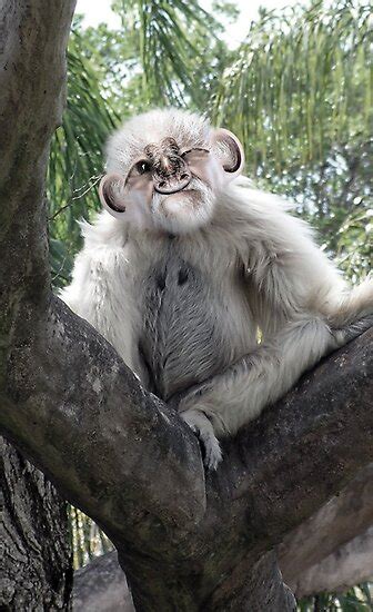 "Grandma White Fluffy Monkey" by GolemAura | Redbubble