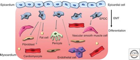 Epicardium In Heart Development