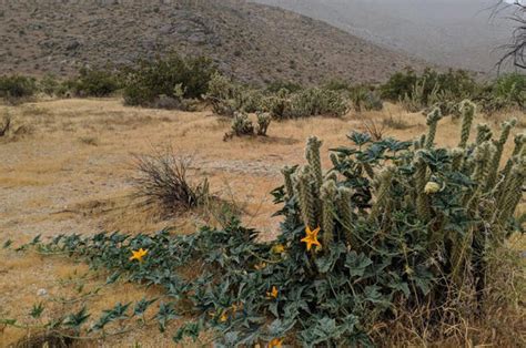 Wild desert plants face viral surprise | Department of Entomology