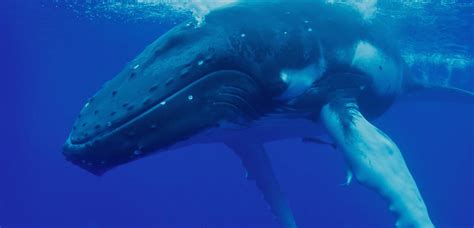 Humpback Whales: The Ultimate Guide to Humpback Whales! | Naturaliste Charters