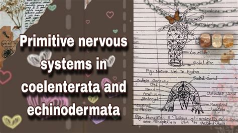 Primitive nervous system coelenterata and echinodermata (m.sc. zoology notes in hindi) - YouTube