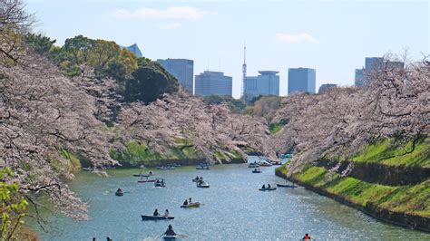 接触機会を最小限にした観光タクシーでお花見「お花見・江戸東京桜の名所めぐり」予約開始 ～国際自動車 Kmタクシー が安全・安心な運行をご提供