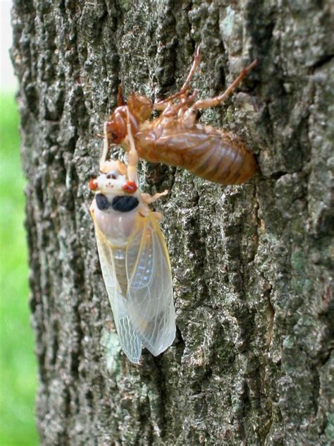 Cicada Invasion After 17 Years Underground Billions To Emerge This