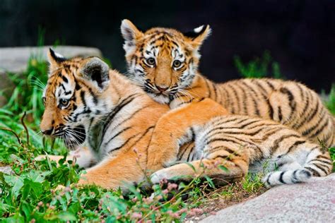 Siberian Tiger Cubs - Woondu