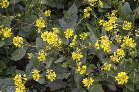 Wild Mustard Herbal Use: Learn How To Use Wild Mustard Plants | Gardening Know How