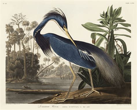 Louisiana Heron Birds America (1827) | Free Photo Illustration - rawpixel