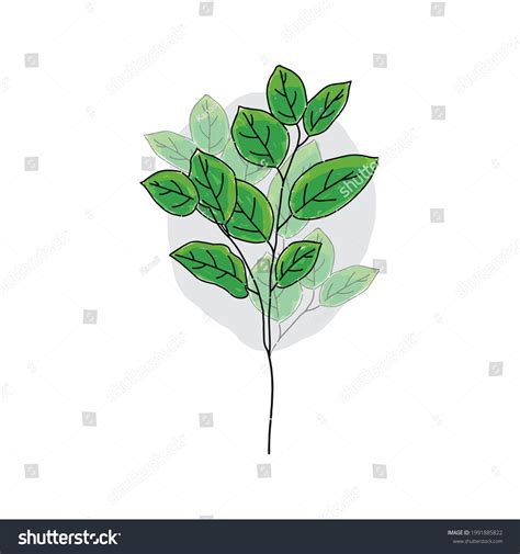 Dibujo a mano de hojas verdes: vector de stock (libre de regalías ...