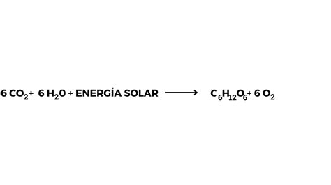 La Fotosíntesis Entre Energía Reacciones Y Fases