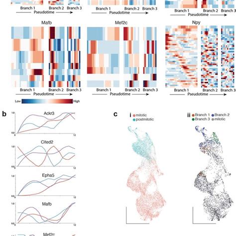 Chromatin Accessibility Precedes Gene Expression In Branch 1 Specific