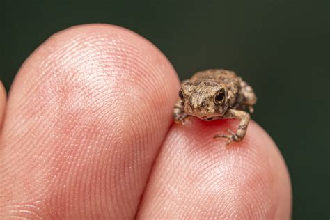 Tiny Baby Toad Macro 2021 07 02 Adam Flickr