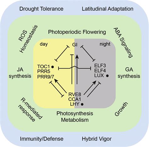 Circadian Clock Genes Universally Control Key Agricultural Traits