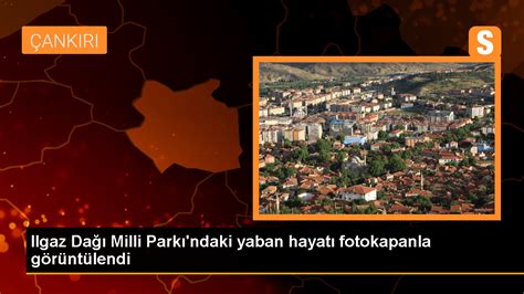 Ilgaz Da Milli Park Nda Fotokapanla Kaydedilen Yaban Hayat