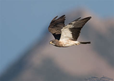 Light Morph Swainsons Hawk In Flight Over The Centennial Valley Mia