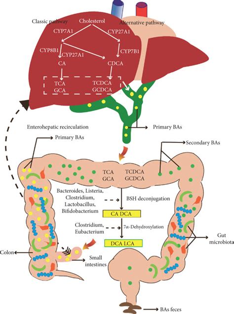 Bile Acids Biosynthesis Metabolism And Its Relationship With Gut